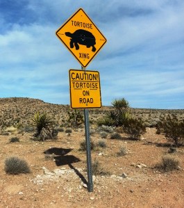 Tortiose on Road Sign