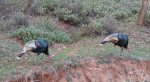 Wild Turkeys inside Zion National Park