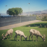 Bighorn Sheep at the park in Boulder City.