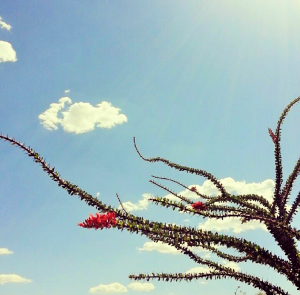 An Ocotillo in Southern Nevada's blue skies.