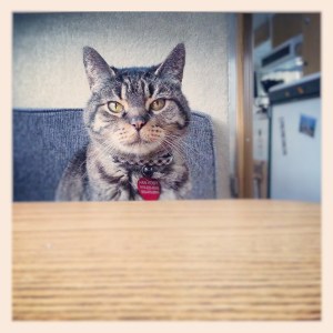 Our cat Han, in our RV.